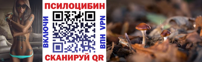 купить наркоту Сланцы KRAKEN ссылка Галлюциногенные грибы Psilocybe